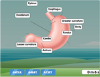 Label the parts of the stomach diagram